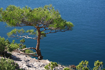 Image showing Ukraine. Crimea peninsula. The Black Sea. Pine tree next to the 