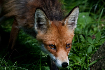 Image showing fox head