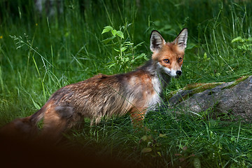 Image showing Red fox