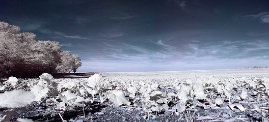 Image showing Infrared countryside landscape