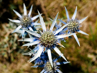 Image showing Thistle closeup