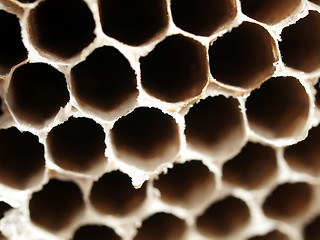 Image showing Honey bees nest