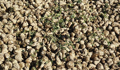 Image showing Sugar Beets