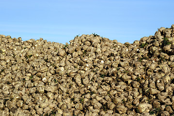 Image showing Sugar Beet