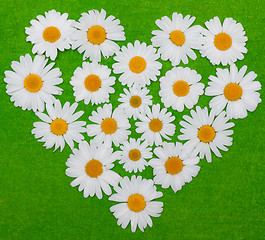 Image showing Camomile heart on green background