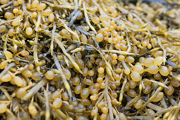 Image showing Sea kale, White sea