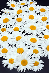 Image showing Camomile on dark gray background