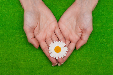 Image showing Ñamomile in hand