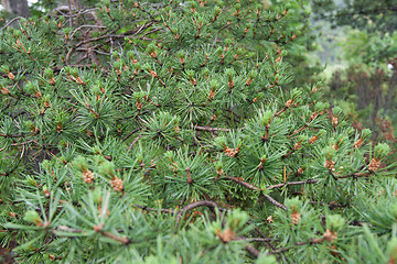 Image showing Green branches of the pine close-up, dull