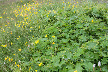 Image showing Herb  grow