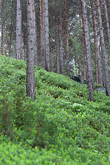 Image showing Hillock green cowberry