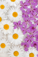 Image showing Daisywheels and violet flower