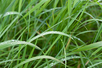 Image showing Green herb with dewdrop