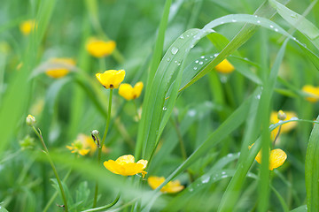 Image showing Yellow flowerses