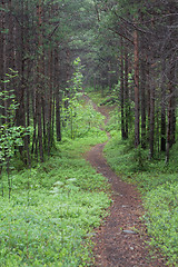 Image showing Lane in wood