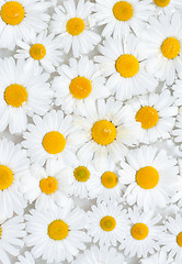 Image showing Background from camomile