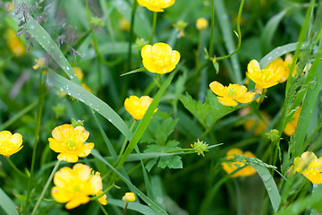 Image showing Yellow flowerses