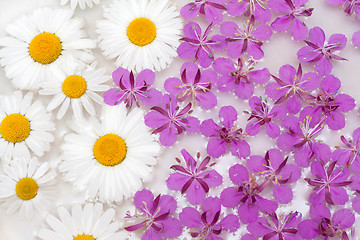 Image showing Daisywheels and violet flower