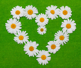 Image showing Camomile heart on green background