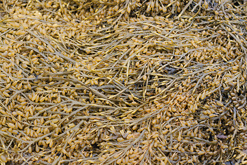 Image showing Sea kale, White sea