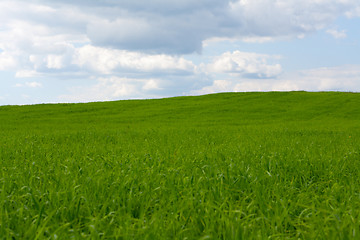 Image showing Wallpaper green herb and sky 