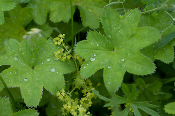 Image showing Green herb