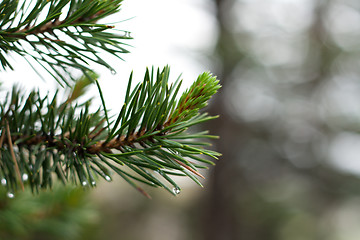 Image showing Branch of the pine