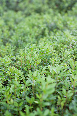 Image showing Green sheet of the cowberry