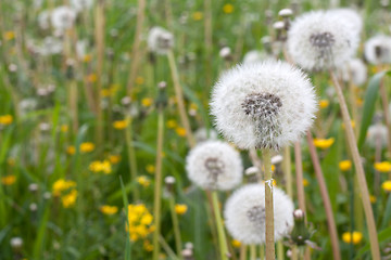 Image showing Dandelions have ripened