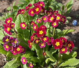Image showing Red flowerses