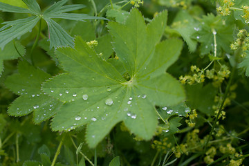 Image showing Green sheet with drop