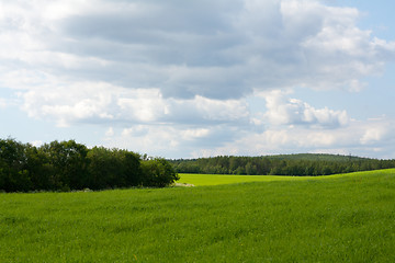 Image showing Wallpaper green herb and sky 