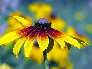 Image showing rudbeckia