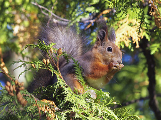 Image showing red squirrel