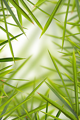 Image showing Bamboo Shhot Backround