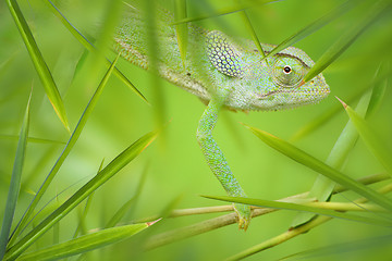 Image showing Chameleon in a Green Bamboo Thicket