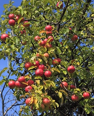 Image showing Apple tree detail
