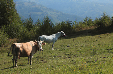 Image showing Farm animals