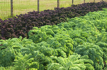 Image showing Summer vegetable garden