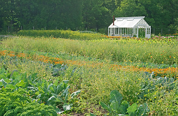 Image showing Little greenhouse in a vegetable garden