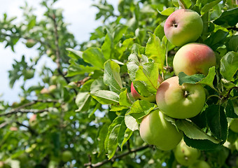 Image showing Apples on a tree