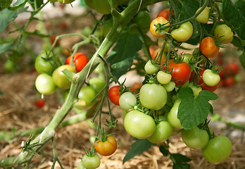 Image showing Bunches of ripening tomatoes