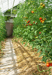 Image showing Tomatoes ripening in a greenhouse