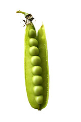 Image showing Pea