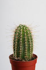 Image showing Cactus in crock