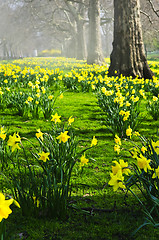 Image showing Daffodils in St. James's Park