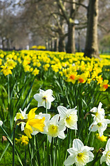 Image showing Daffodils in St. James's Park