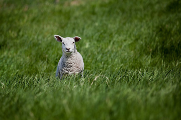 Image showing Lamb