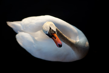 Image showing Swan Abstract
