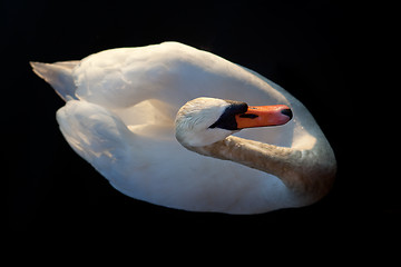 Image showing Swan